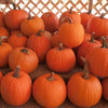 WENDELL AUGUST HOSTS PUMPKIN PATCH FUNDRAISER TO BENEFIT LOCAL BROWNIE TROOP