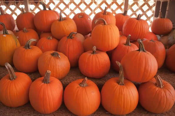 WENDELL AUGUST HOSTS PUMPKIN PATCH FUNDRAISER TO BENEFIT LOCAL BROWNIE TROOP