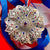 Why Patriotic Christmas Decor Will Be Bigger Than Ever During America250