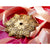 Snow Crystal Dogwood Ornament (Bronze) - Wendell August Forge